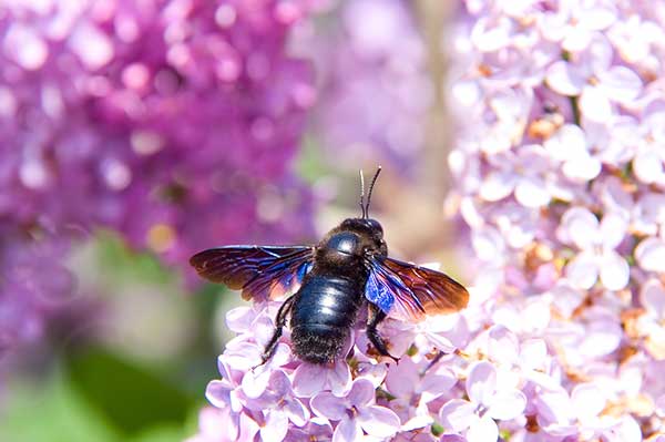 Zadrzechnia fioletowa (Xylocopa violacea)