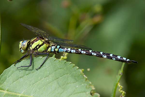Żagnica sina (Aeshna cyanea)