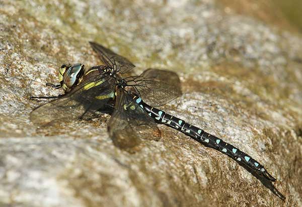 Żagnica torfowa (Aeshna juncea)