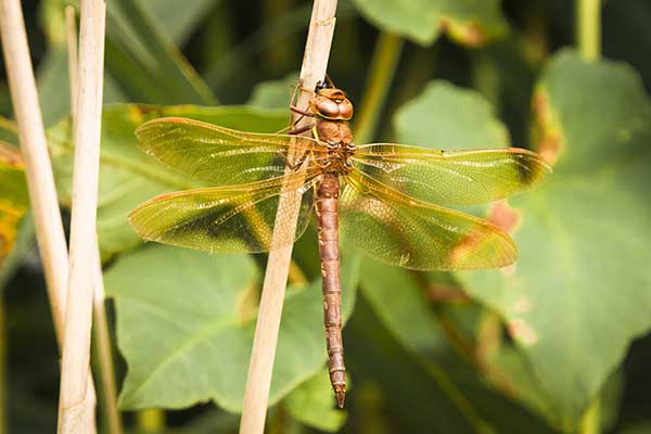 Żagnica wielka (Aeshna grandis)