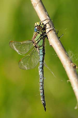 Żagniczka wiosenna, żagniczka zwyczajna (Brachytron pratense)