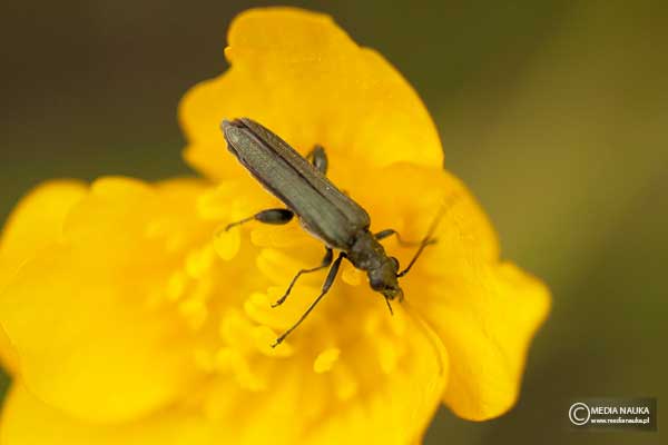 Zalęszczyca (Oedemera virescens)