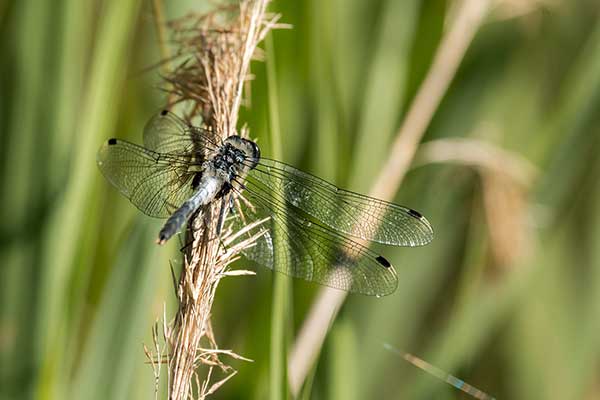 Zalotka białoczelna (Leucorrhinia albifrons)