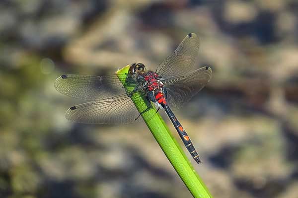 Zalotka torfowcowa (Leucorrhinia dubia)