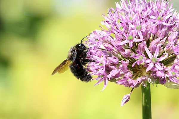 Zaprawiarka nakamienna, tynkarka murówka, obrostka murówka (Megachile parietina)