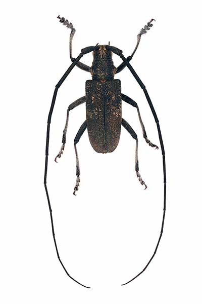 Żerdzianka sosnówka (Monochamus galloprovincialis)