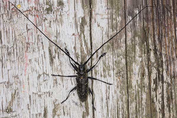 Żerdzianka szewc (Monochamus sutor)