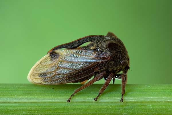 Zgarb rogaty (Centrotus cornutus)