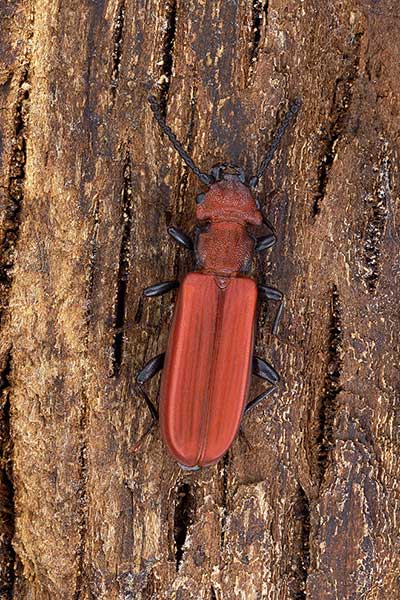 Zgniotek cynobrowy (Cucujus cinnaberinus)