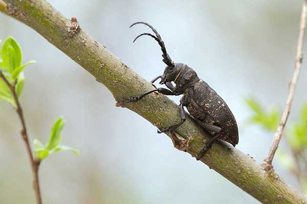 Zgrzypik twardokrywka (Lamia textor)