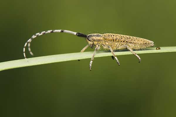 Zgrzytnica zielonkawowłosa (Agapanthia villosoviridescens)