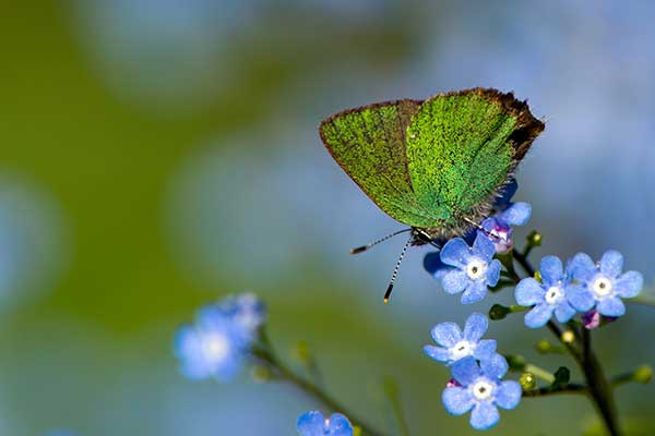 Zieleńczyk ostrężyniec (Callophrys rubi)