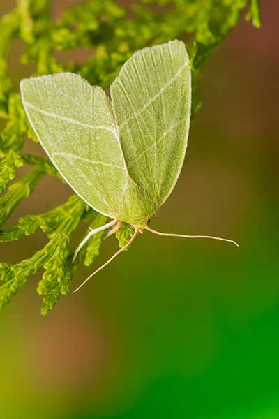 Zielonka dwubarwna (Bena bicolorana)