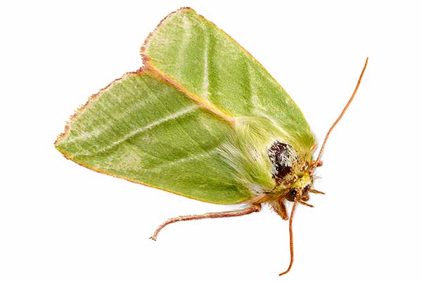 Zielonka ukośnica (Pseudoips prasinana)