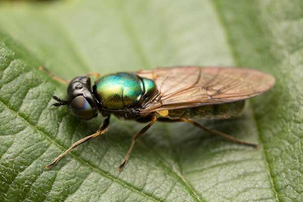 Zielonucha kształtna (Chloromyia formosa)