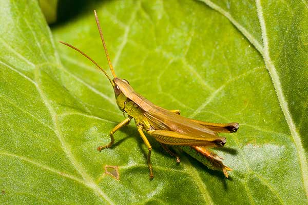 Złotawek nieparek (Chrysochraon dispar)