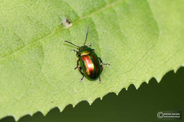 Złotka jasnotowa (Chrysolina fastuosa)