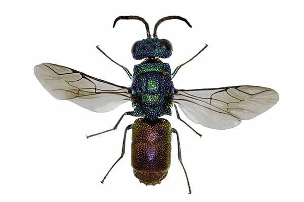 Złotolitka ognista, złotolitka ogniczek (Chrysis ignita)