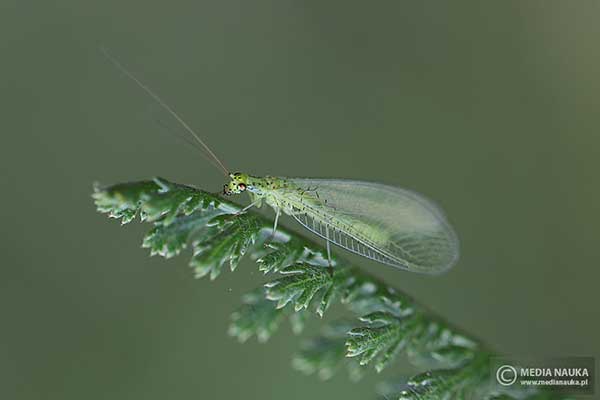 Złotook (Chrysoperla spp.)