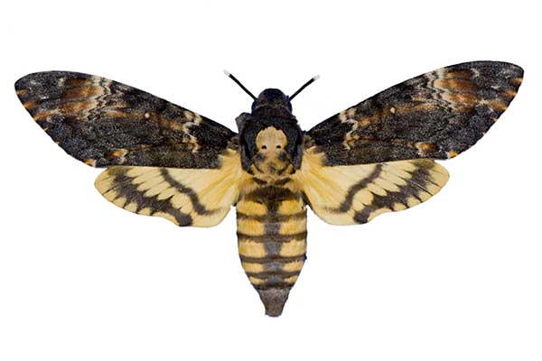 Zmierzchnica trupia główka (Acherontia atropos)