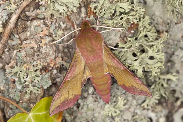 Zmrocznik pazik (Deilephila porcellus)