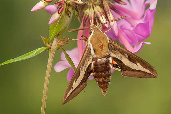 Zmrocznik przytuliak (Hyles gallii)