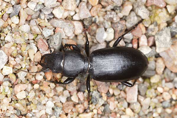 Żuchwień głowacz (Broscus cephalotes)