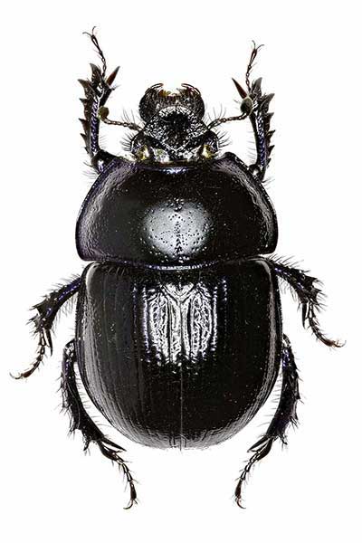 Żuk leśny (Anoplotrupes stercorosus)