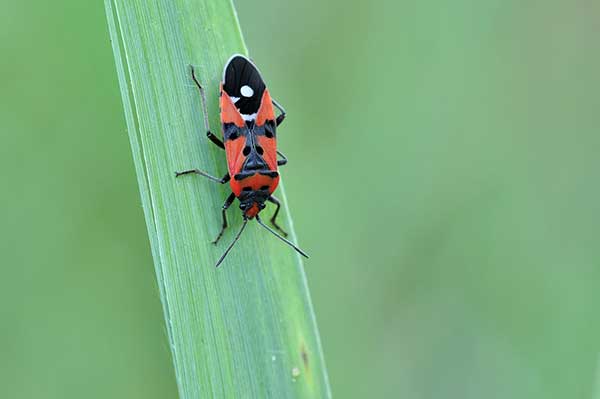 Zwiniec rycerzyk (Lygaeus equestris)