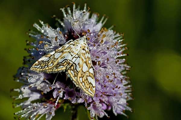 Żwirówka grzybienianka (Elophila nymphaeata)