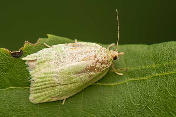 Zwójka zieloneczka (Tortrix viridana)