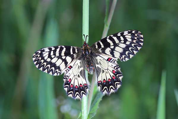 Zygzakowiec kokornakowiec (Zerynthia polyxena)