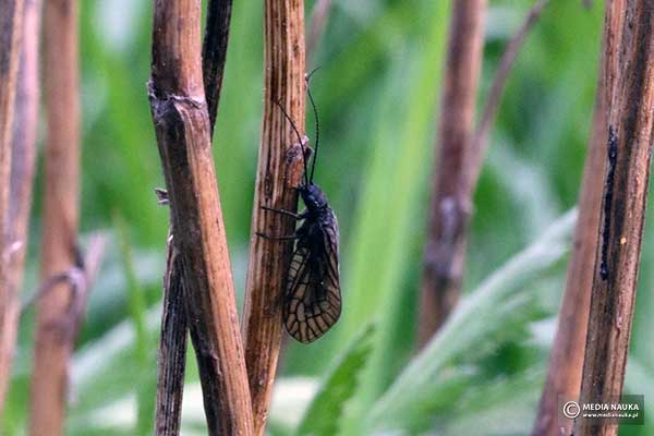 Żylenica nadwodna (Sialis lutaria)