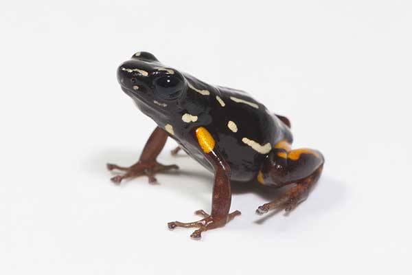 (Adelphobates castaneoticus)