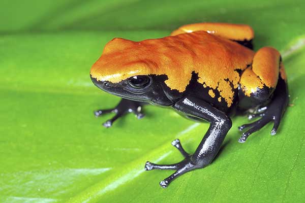 (Adelphobates galactonotus)