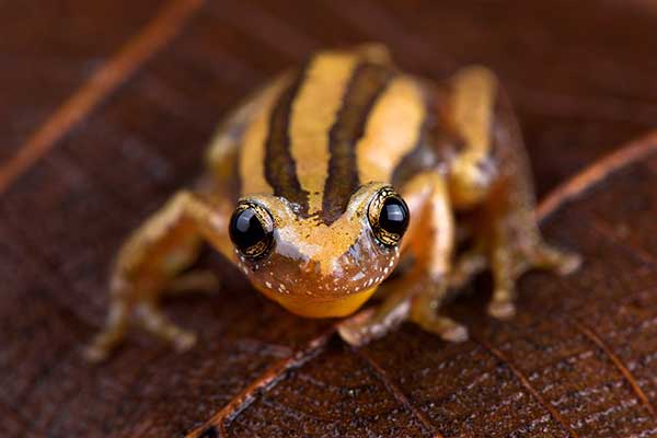 (Afrixalus quadrivittatus)