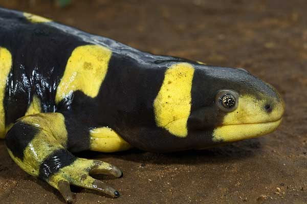 (Ambystoma mavortium)