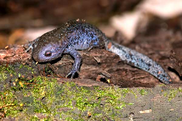 Ambystoma krecia (Ambystoma talpoideum)