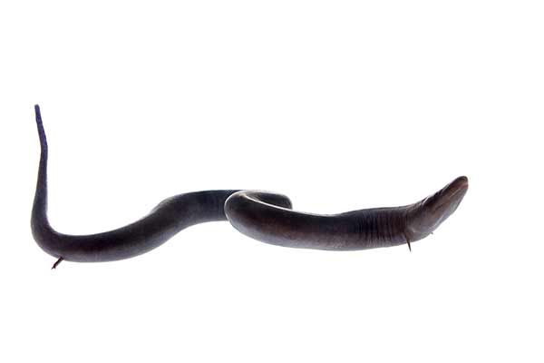 Amfiuma dwupalcowa (Amphiuma means)