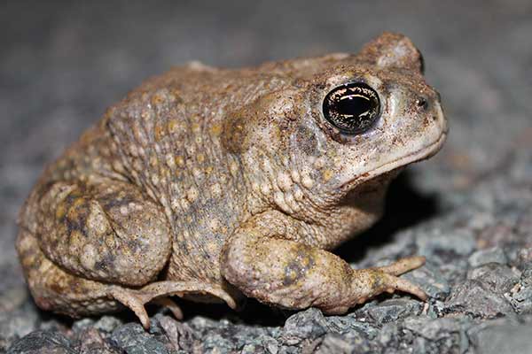(Anaxyrus californicus)