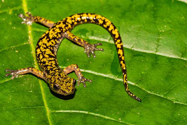 (Aneides aeneus)