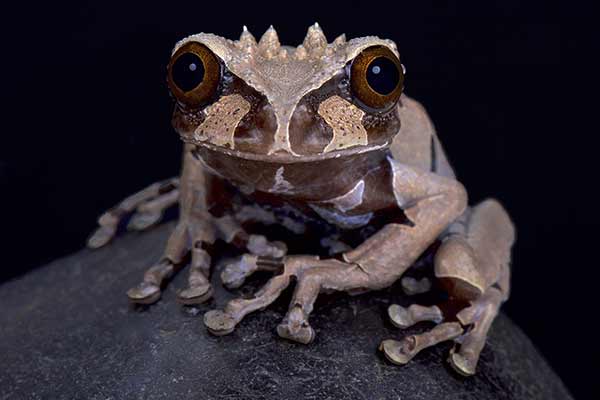 Rzekotka kolcogłowa (Anotheca spinosa)