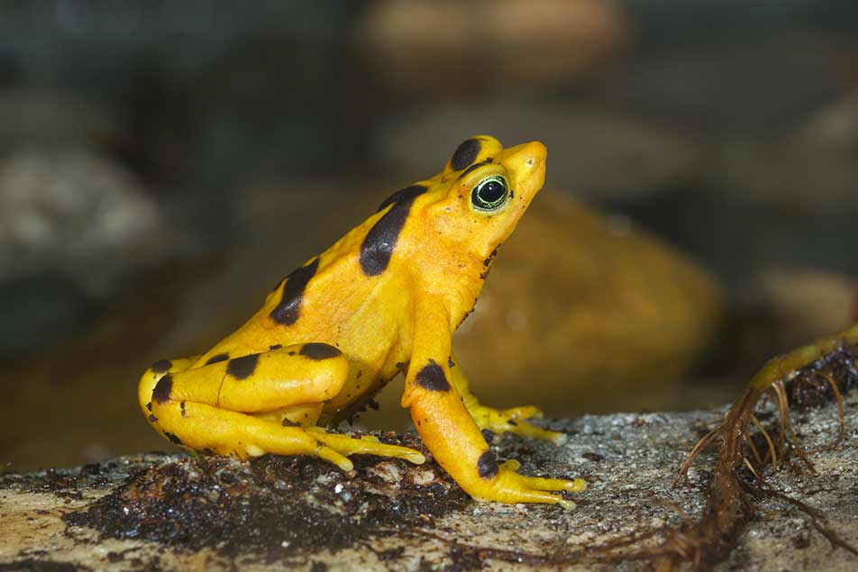 (Atelopus zeteki)