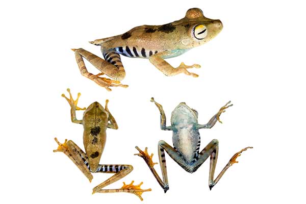 (Boana calcarata)