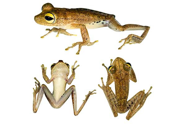 (Boana fasciata)