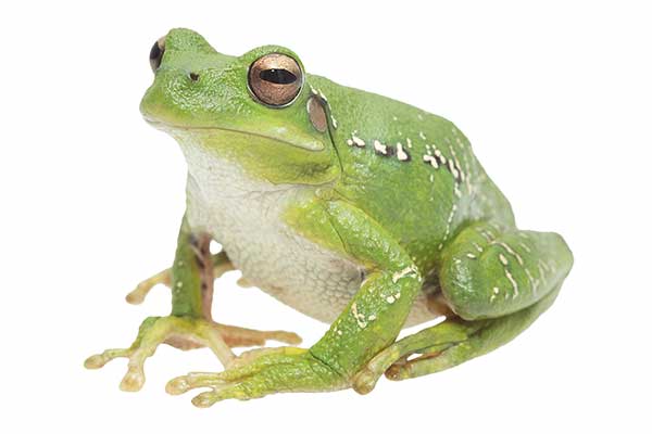 (Boana riojana)