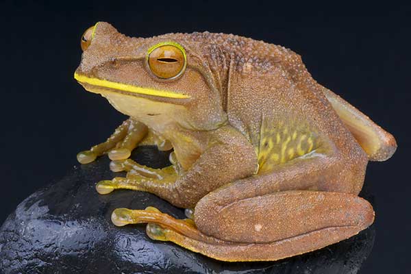 (Boophis albilabris)