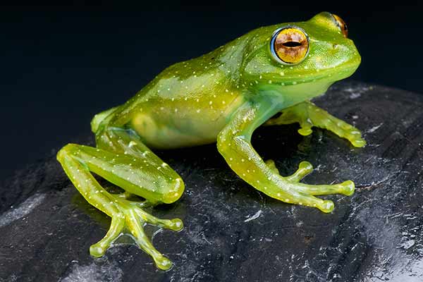 (Boophis albipunctatus)