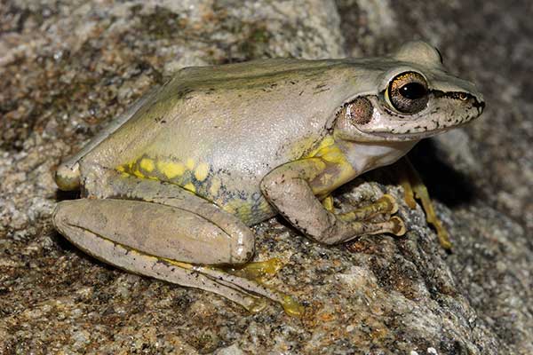 (Boophis doulioti)