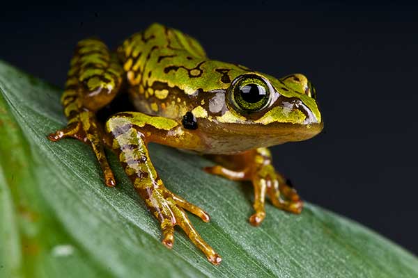 (Boophis microtympanum)